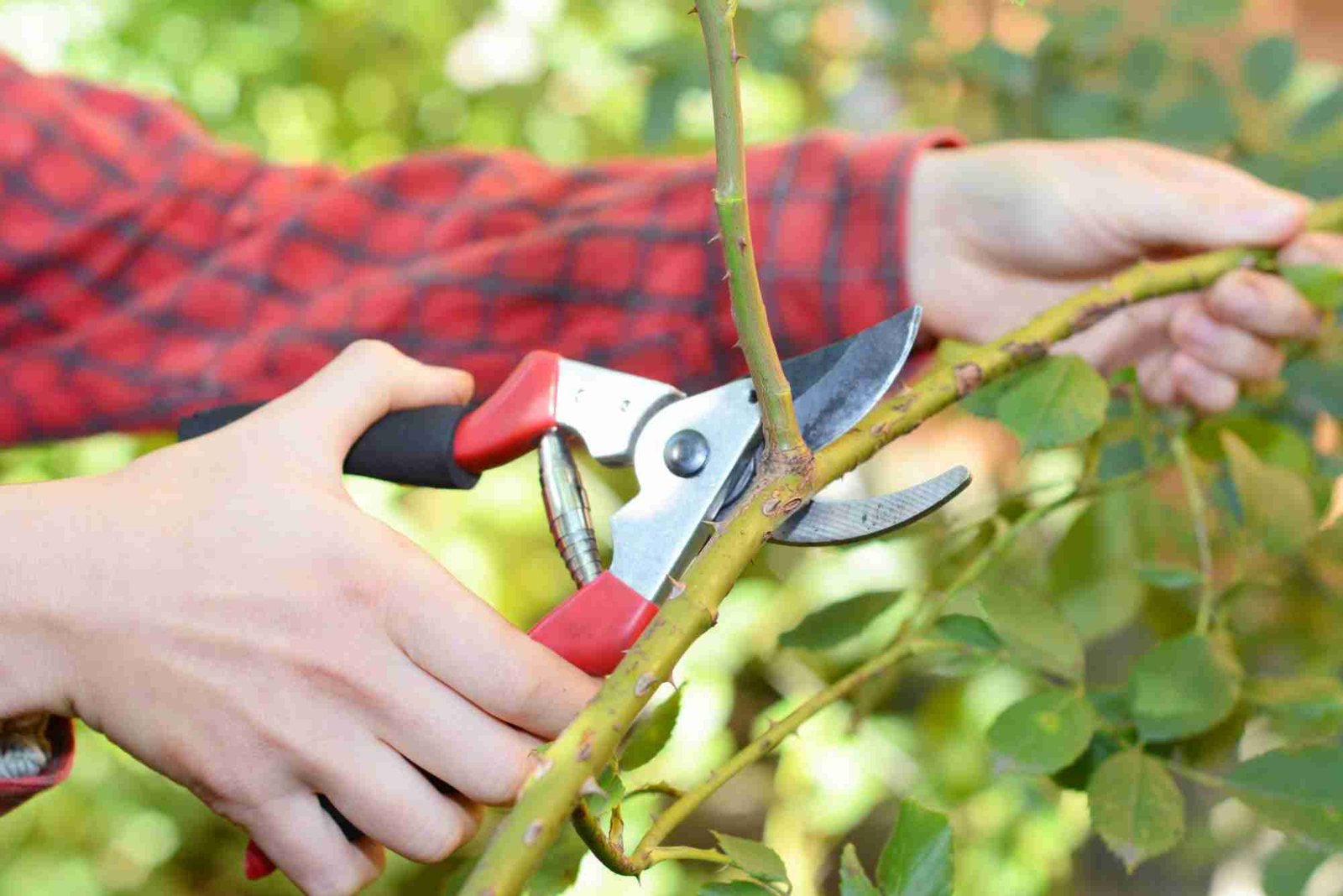 Ornamental Pruning in Cook County, IL